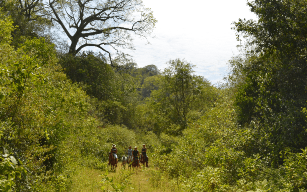 horses riding in forest