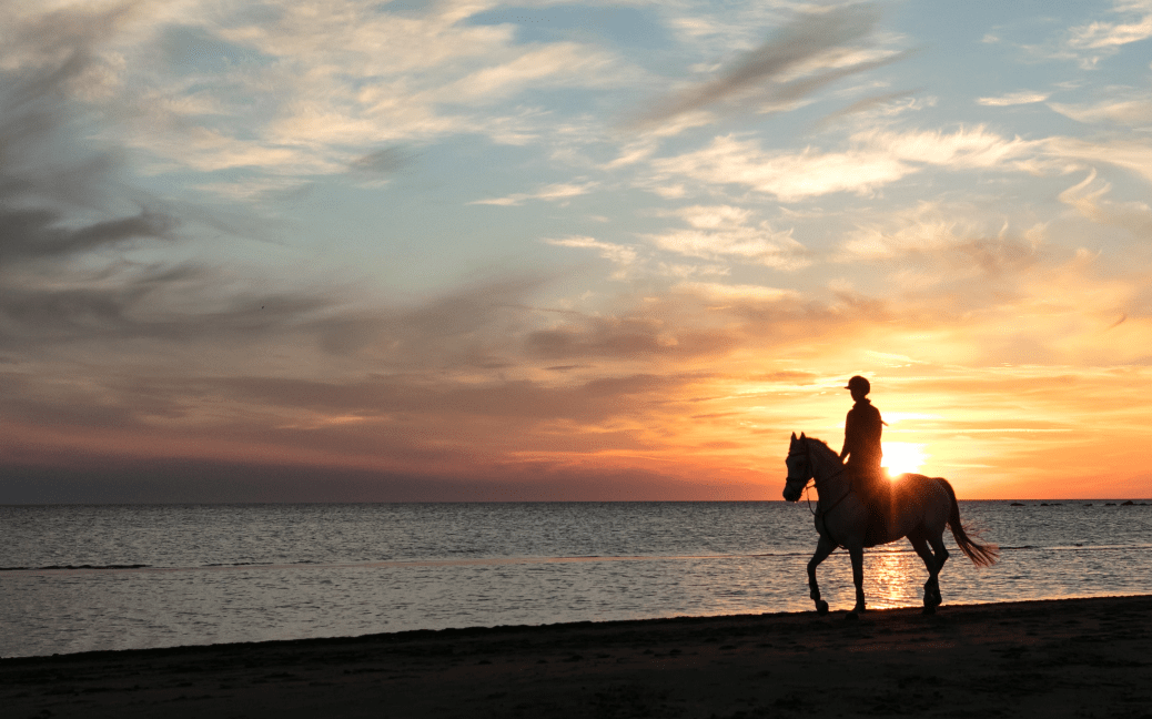 horse on beach