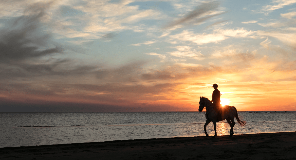 horse on beach