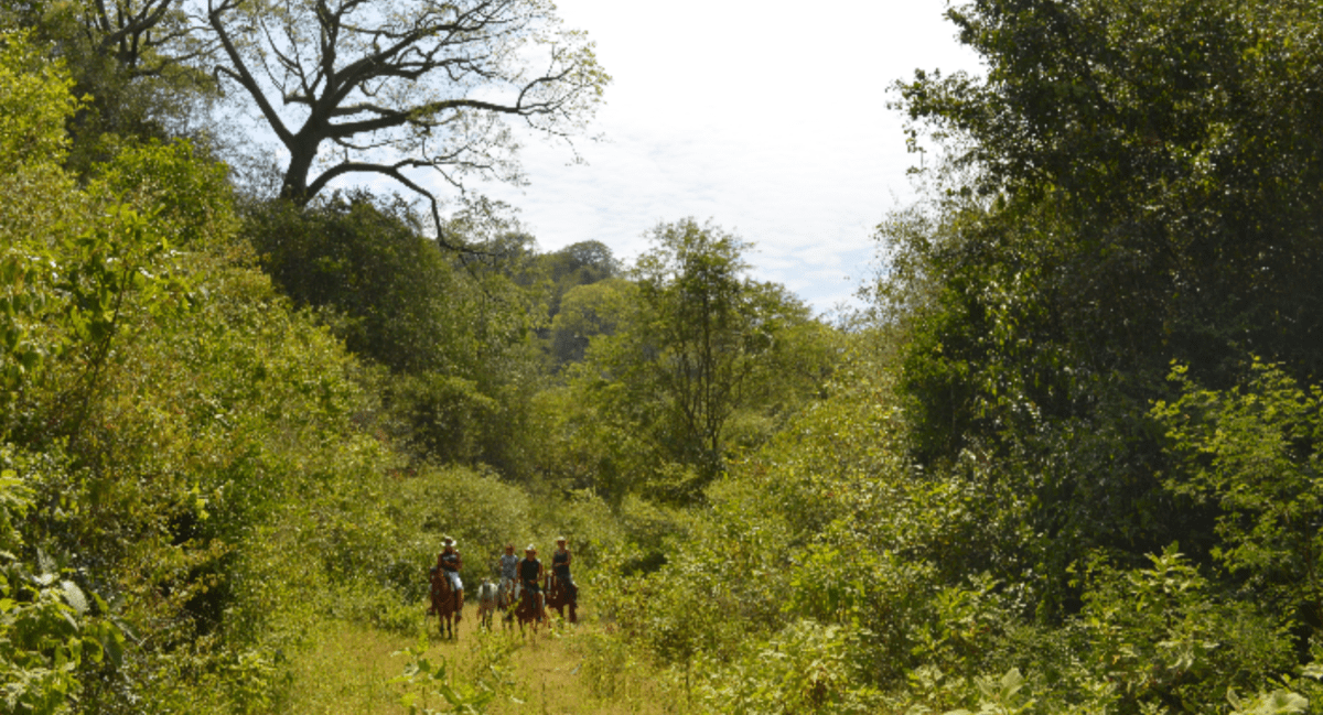 horses riding in forest